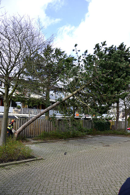 2014/39/GB 20140215a 004 Stormschade Meidoornweg.jpg